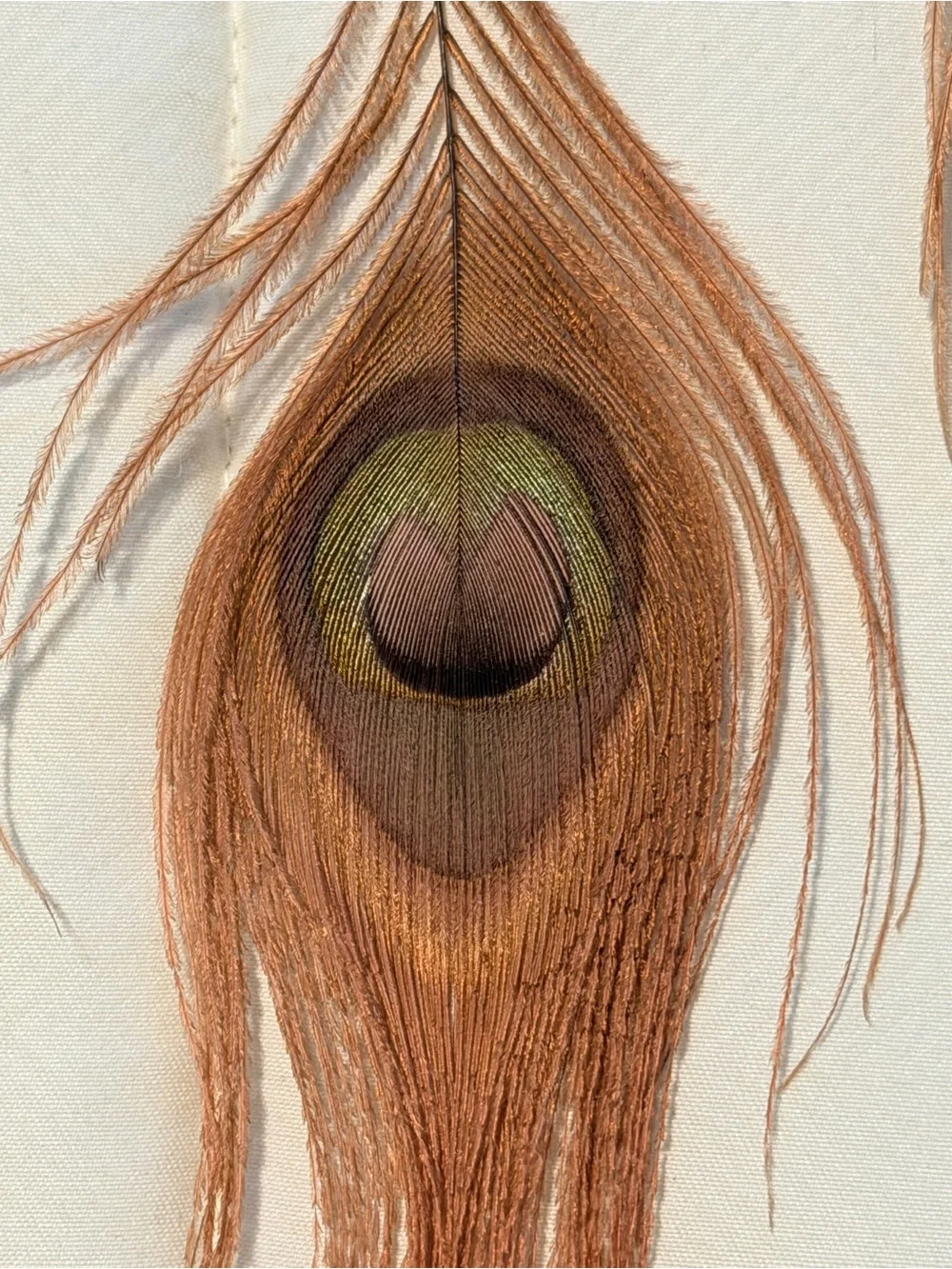 Boho Peacock Feather Statement Hair Clip in Brown and Green